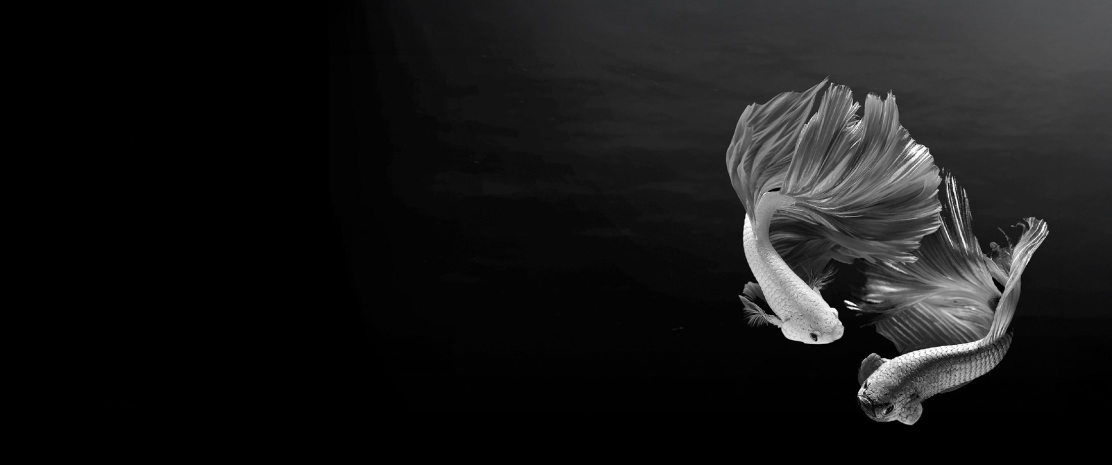 Cgt Banner About