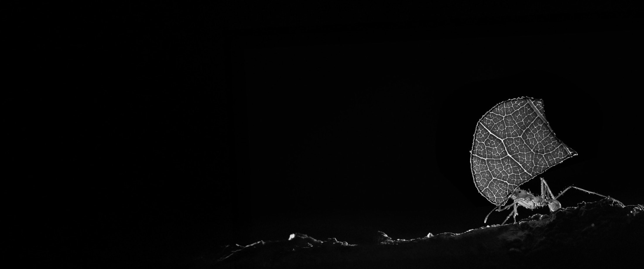Cgt Banner Esg