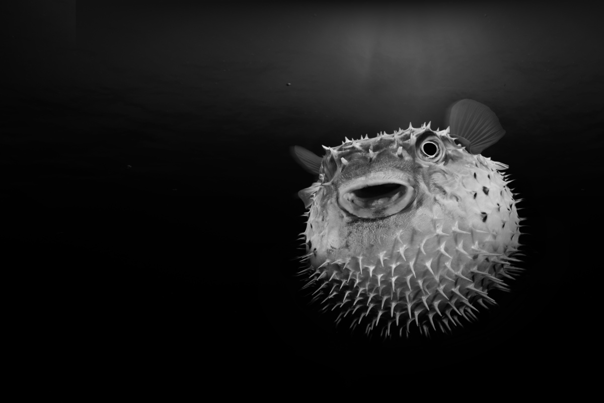 Capital Gearing Trust – Interim Results Webinar Recording