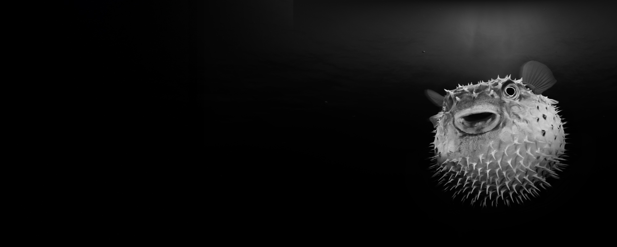 Cgt Puffer Banner